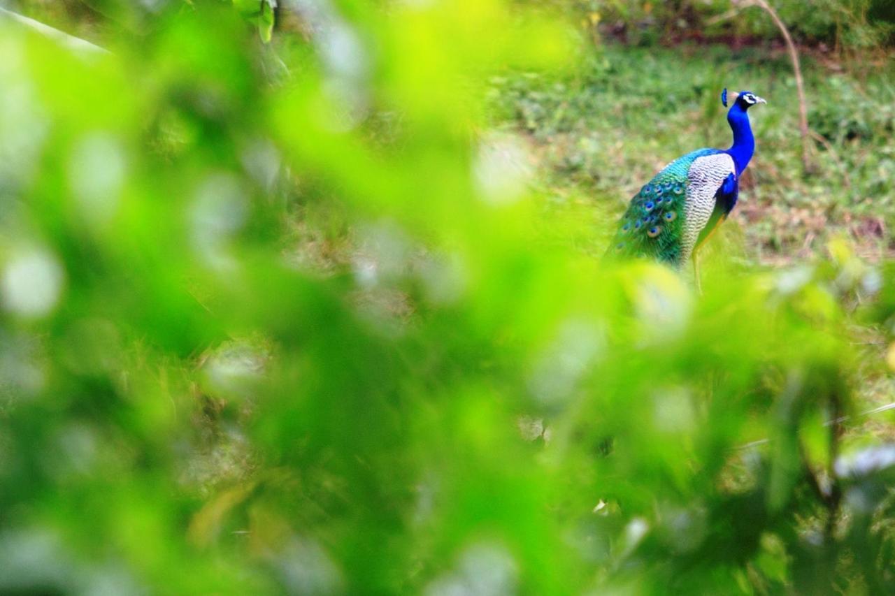 Farcry Nature Boutique Resort Matale Exterior photo